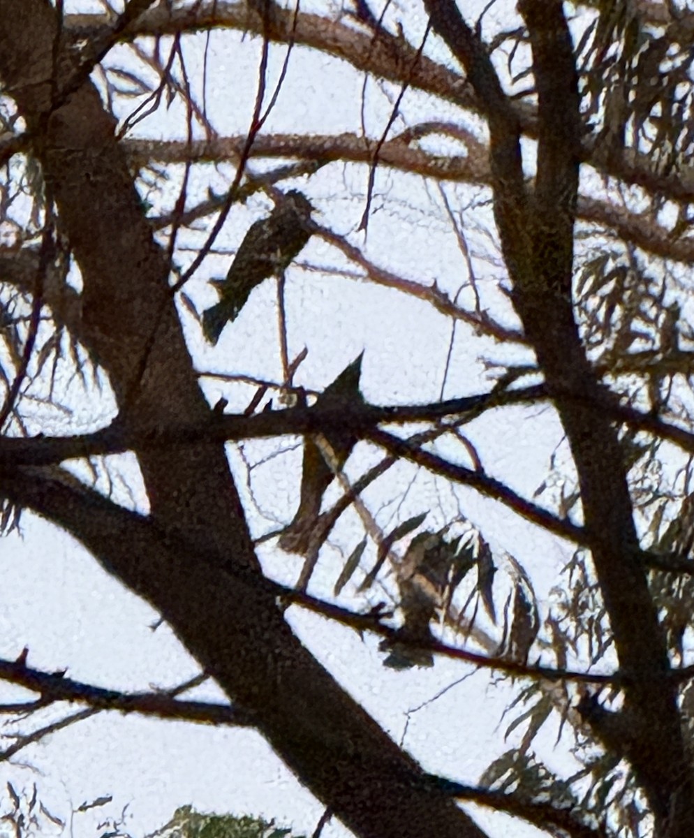 Hair-crested Drongo - ML641266451