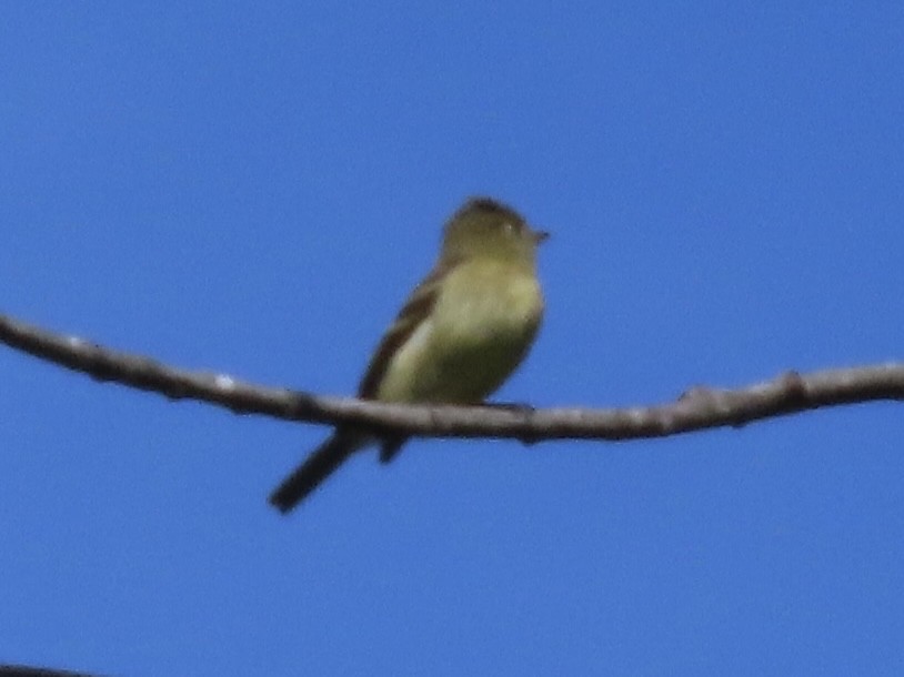 Yellow-bellied Flycatcher - ML641266456
