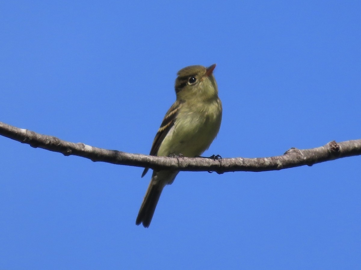 Yellow-bellied Flycatcher - ML641266460