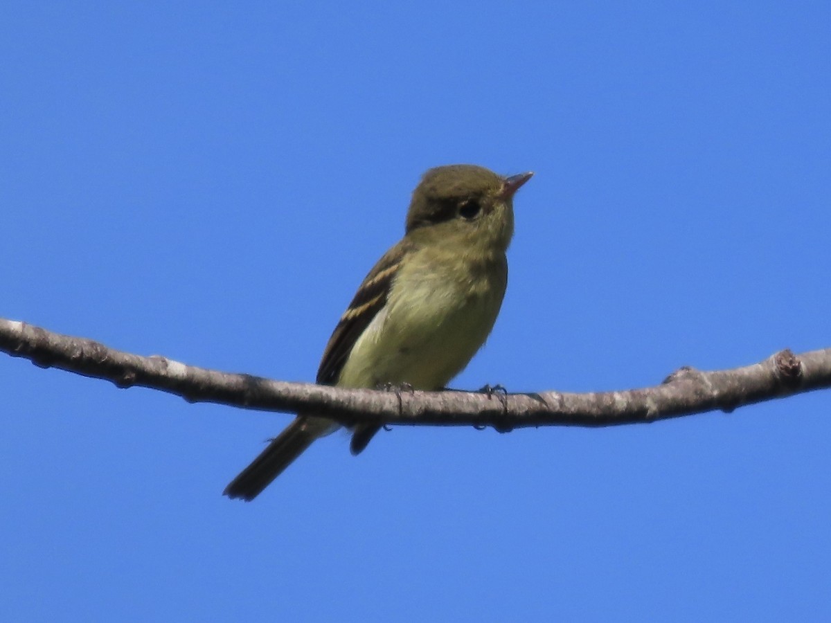 Yellow-bellied Flycatcher - ML641266461