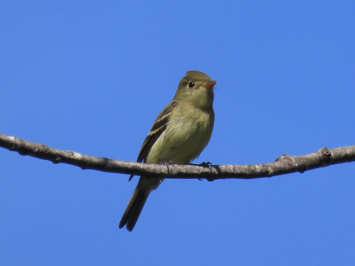 Yellow-bellied Flycatcher - ML641266462