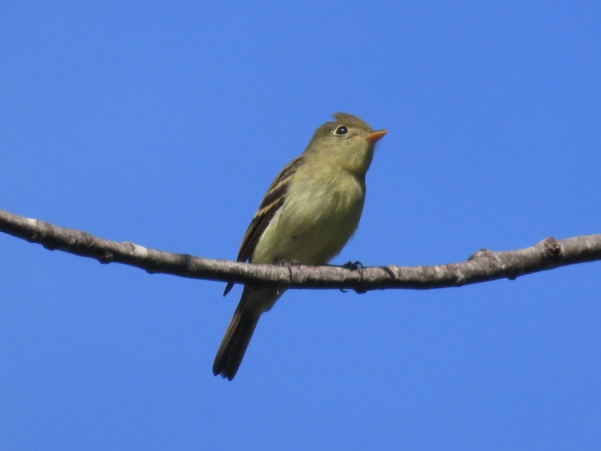 Yellow-bellied Flycatcher - ML641266463