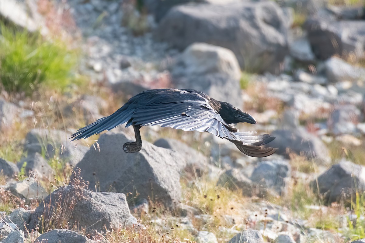 Common Raven - ML641266477