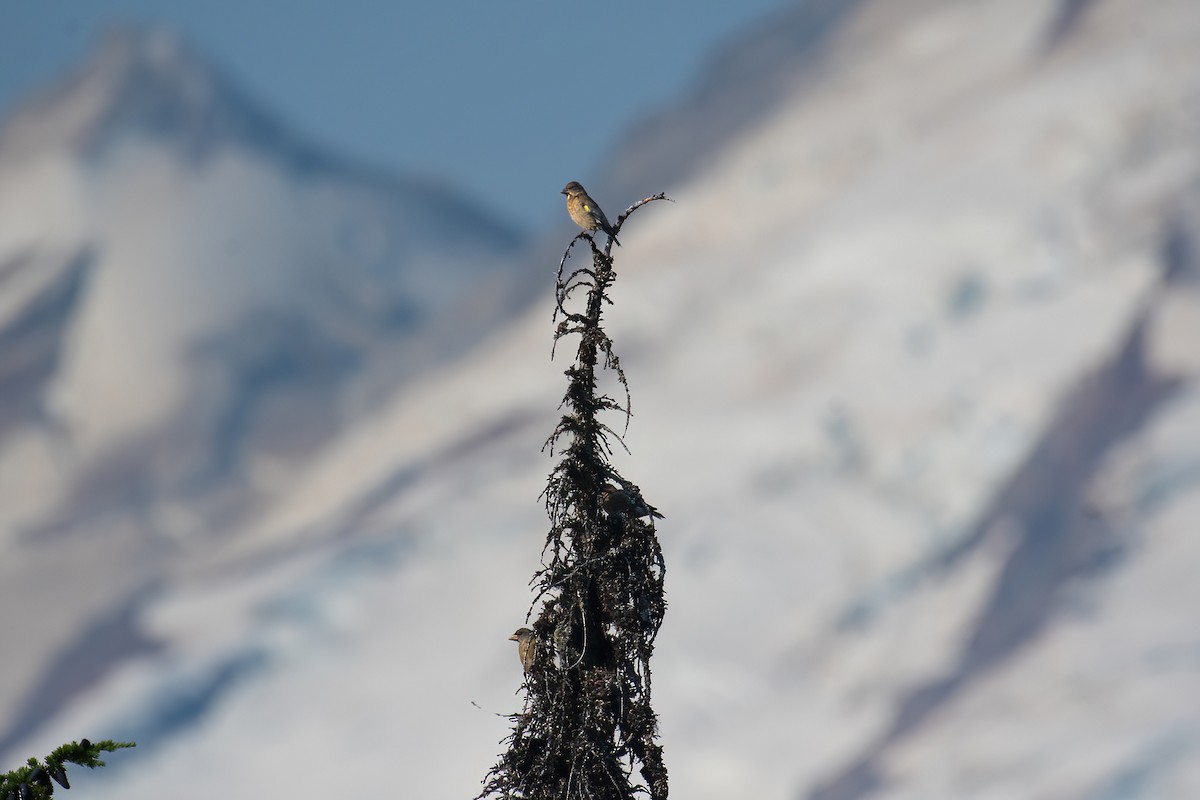 Evening Grosbeak - ML641266482