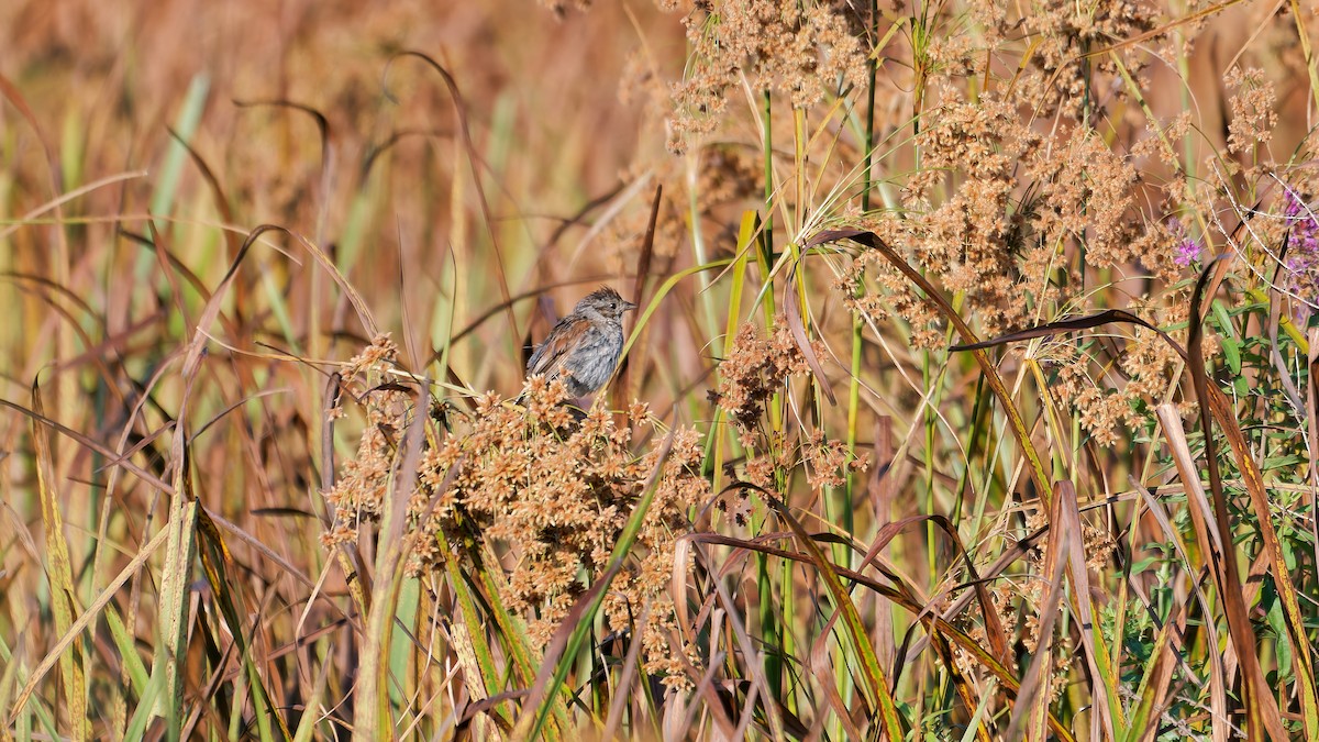 Swamp Sparrow - ML641266608
