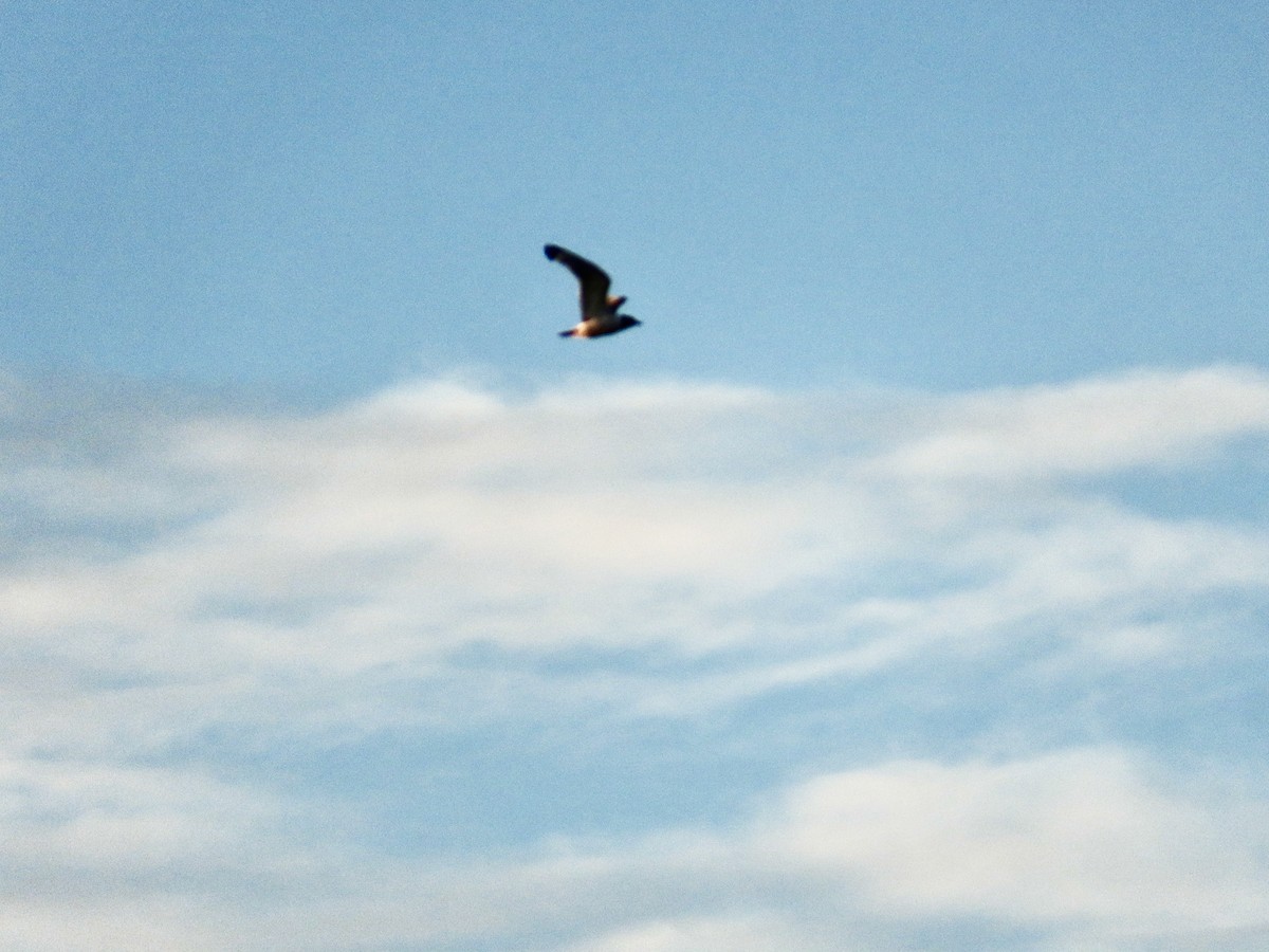 Franklin's Gull - ML641266617