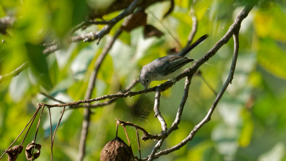 Blue-gray Gnatcatcher - ML641266667