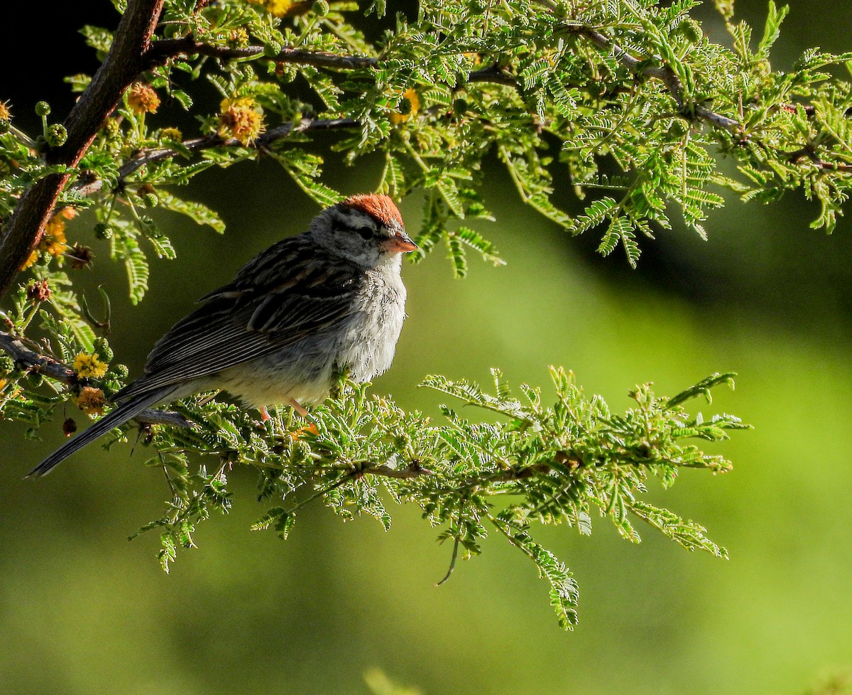 Chipping Sparrow - ML641266683