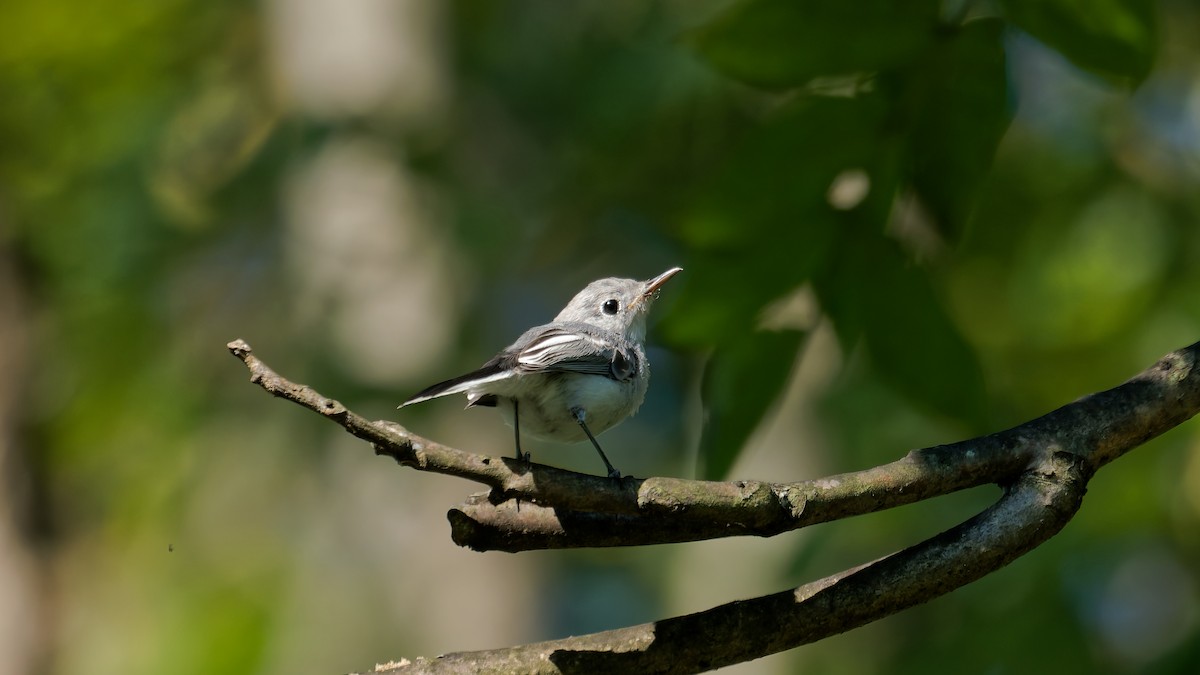 Blue-gray Gnatcatcher - ML641266718