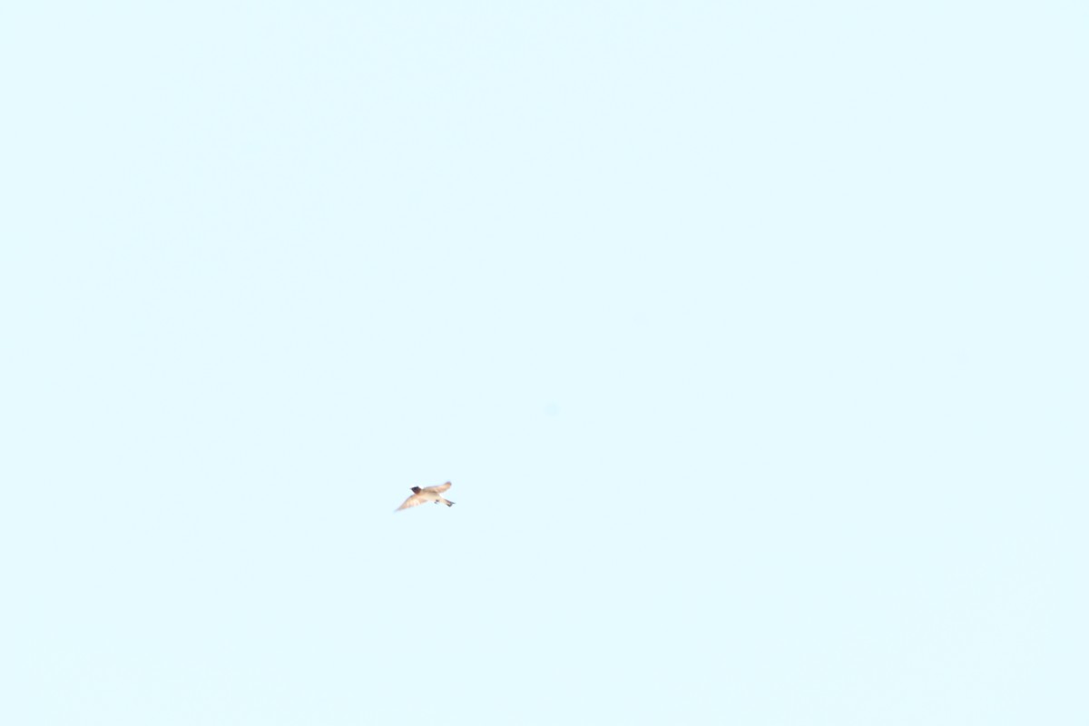 Cliff Swallow - ML641266723