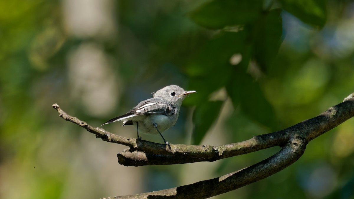 Blue-gray Gnatcatcher - ML641266731