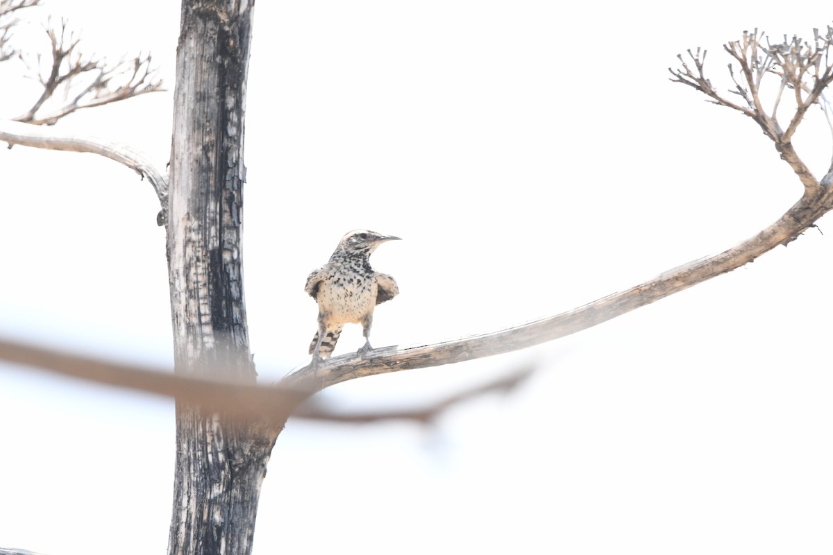 Cactus Wren - ML641266755