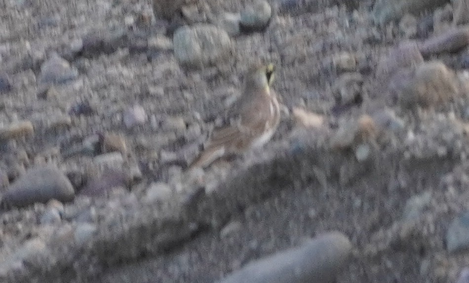 Эвэрт болжмор - ML641266759