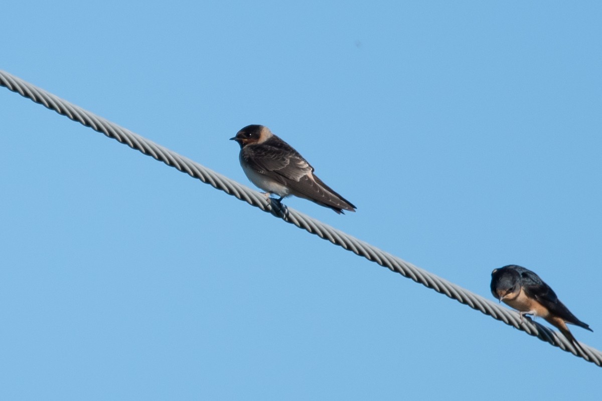 Cliff Swallow - ML641266783