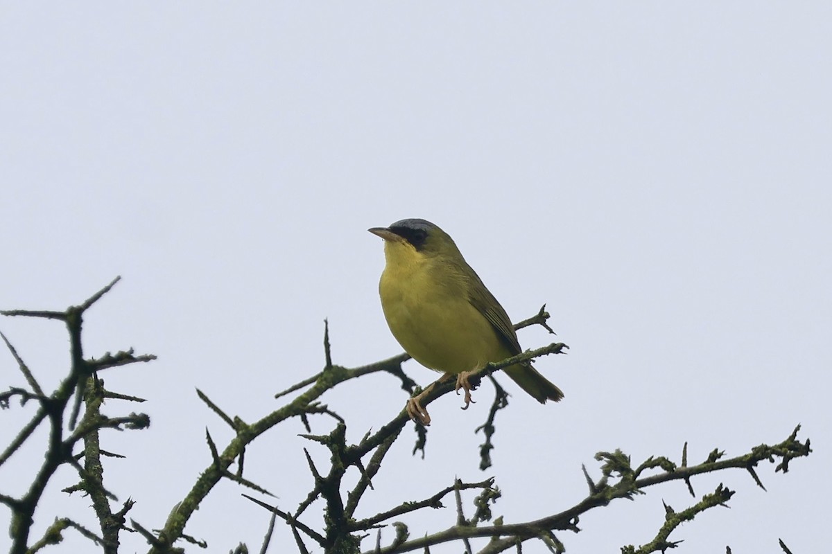 Black-lored Yellowthroat - ML641266838