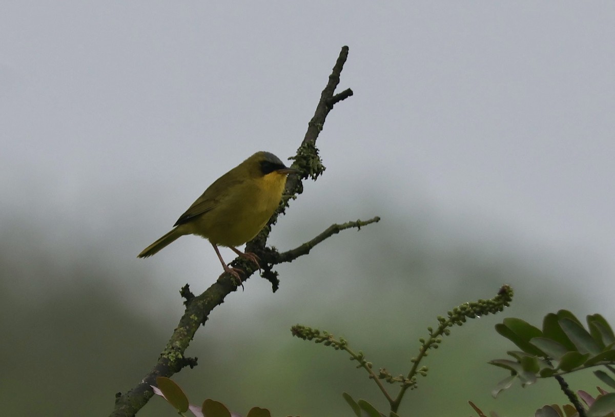 Black-lored Yellowthroat - ML641266839