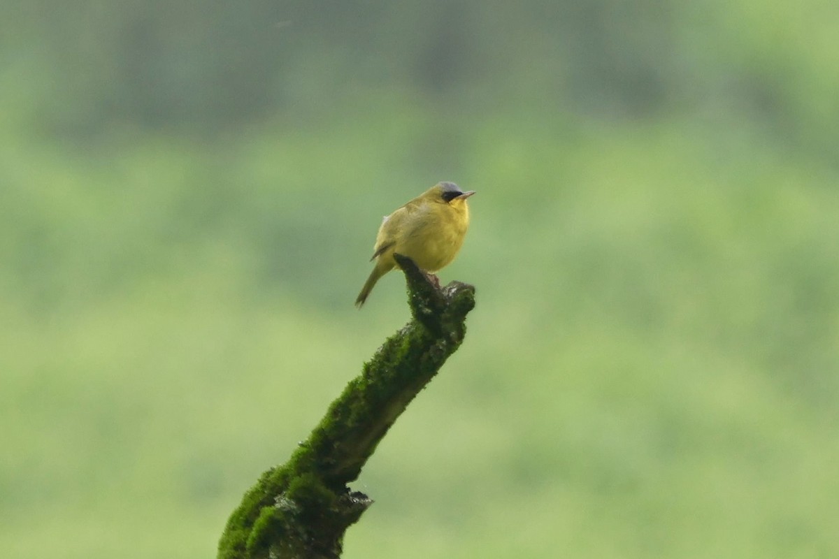 Black-lored Yellowthroat - ML641266840