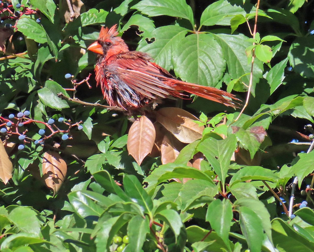 Northern Cardinal - ML641266846