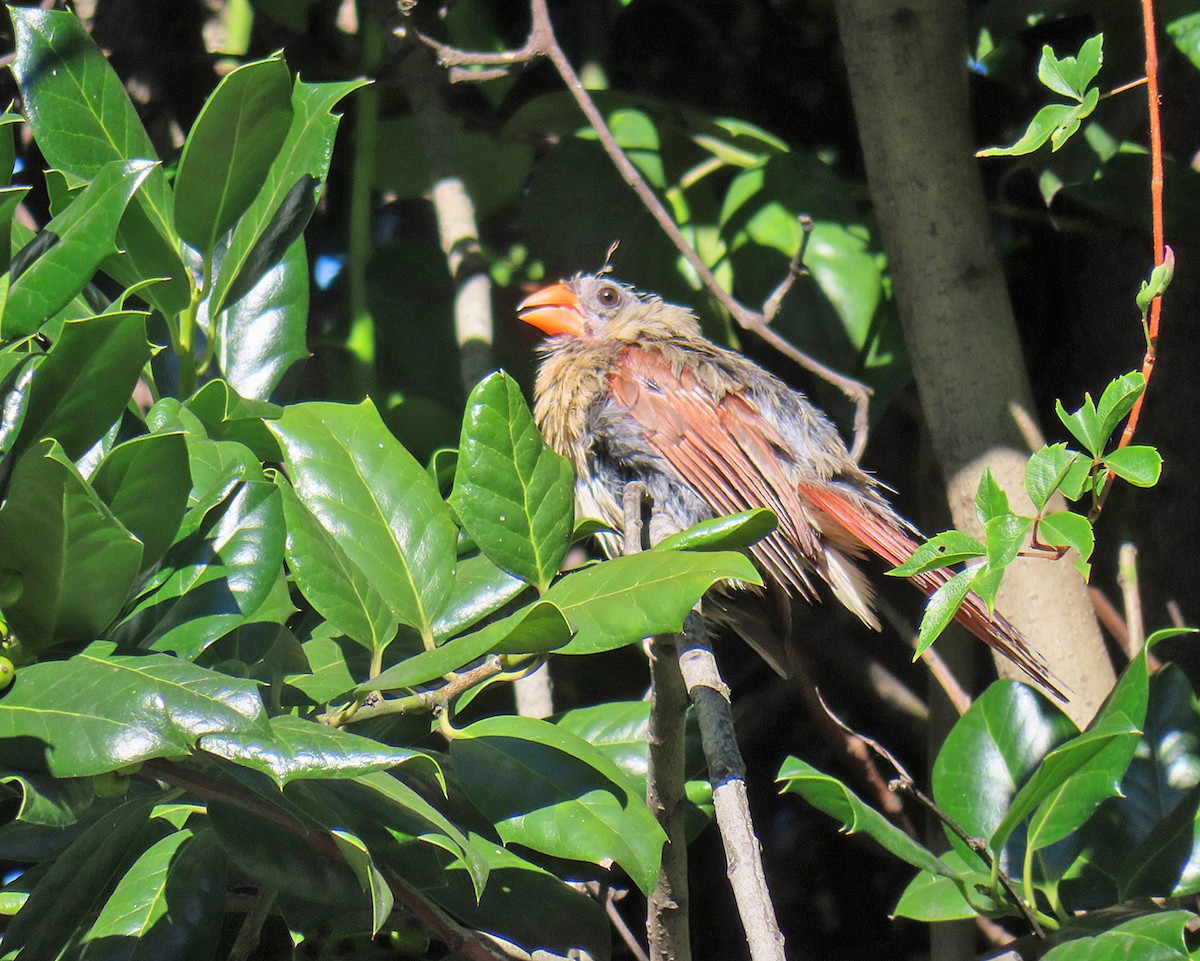 Northern Cardinal - ML641266847