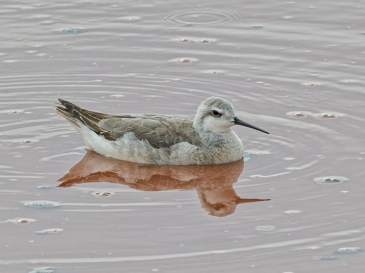 Wilson's Phalarope - ML641266853