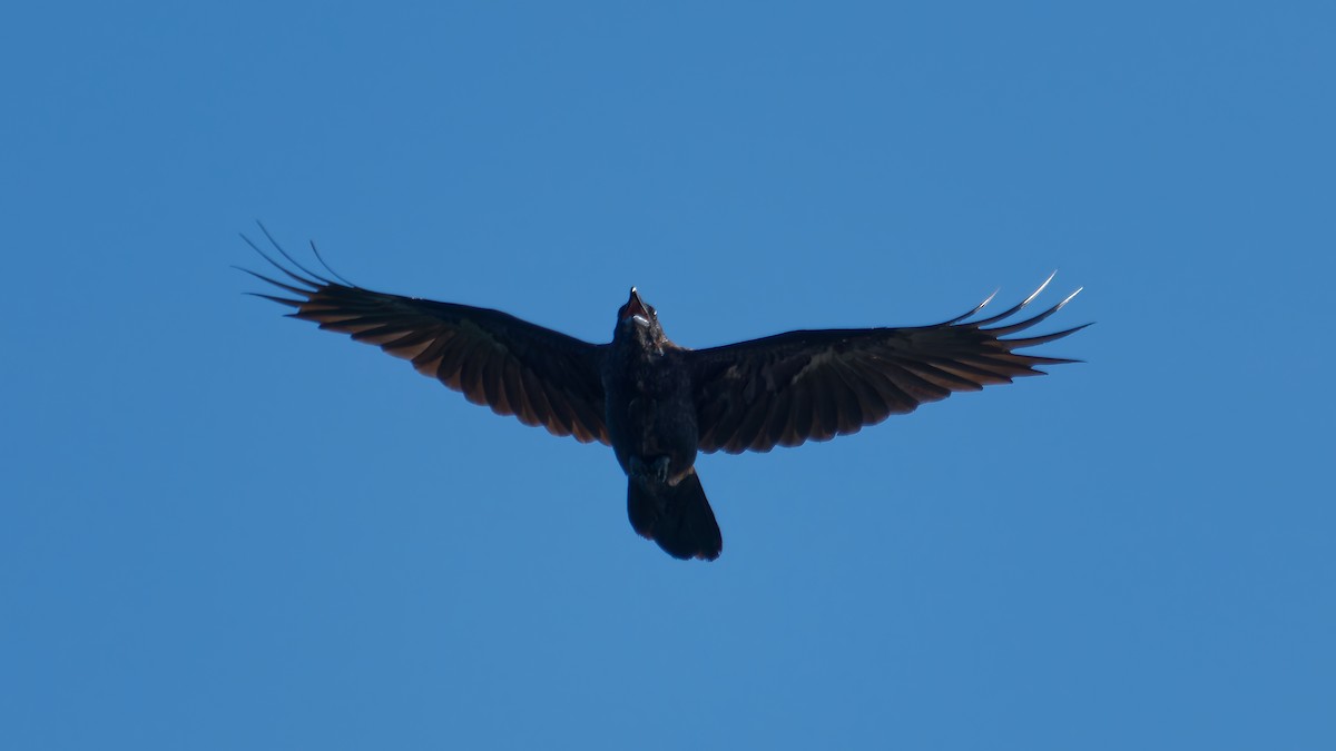Common Raven - ML641266892