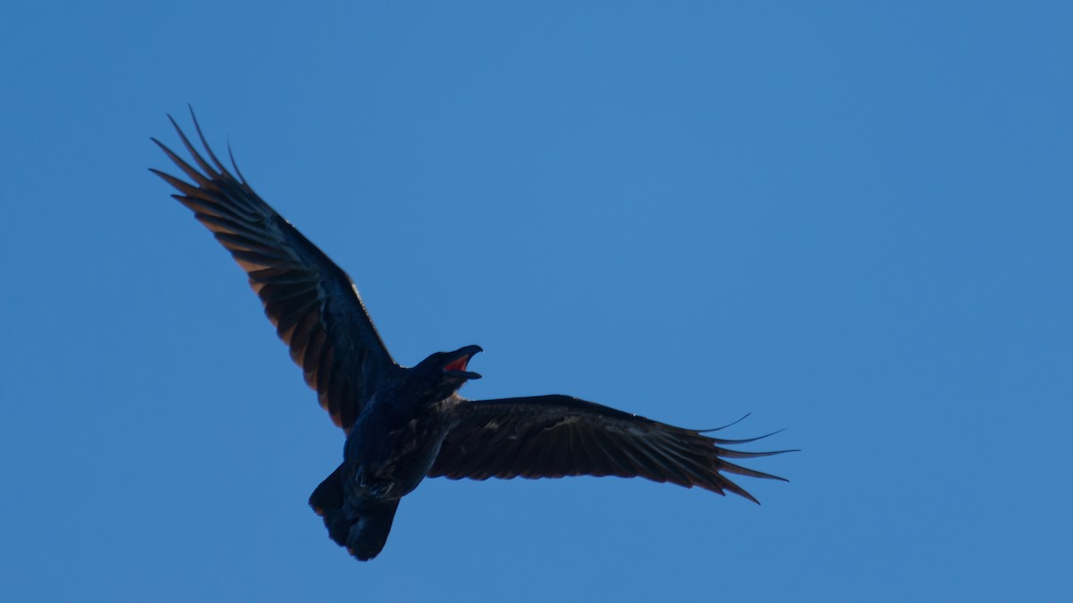 Common Raven - ML641266893
