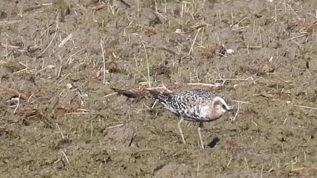 American Golden-Plover - ML641266896