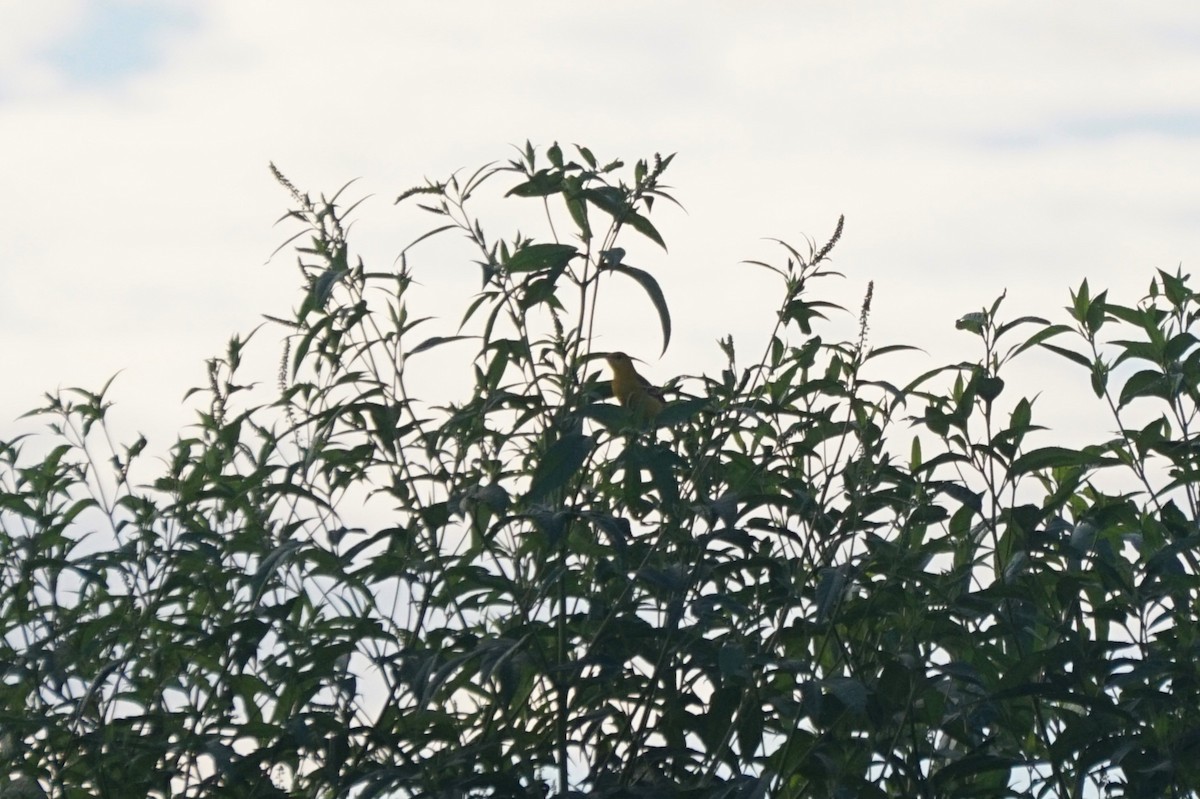 Orchard Oriole - ML641266904