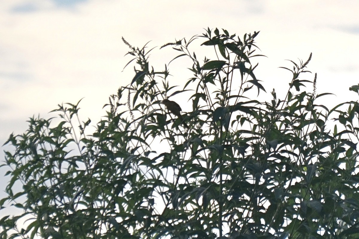 Orchard Oriole - ML641266905