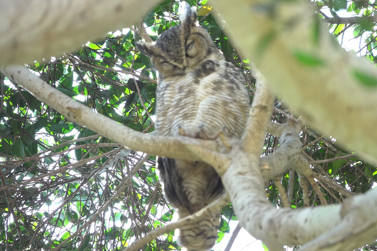 Great Horned Owl - ML641266910