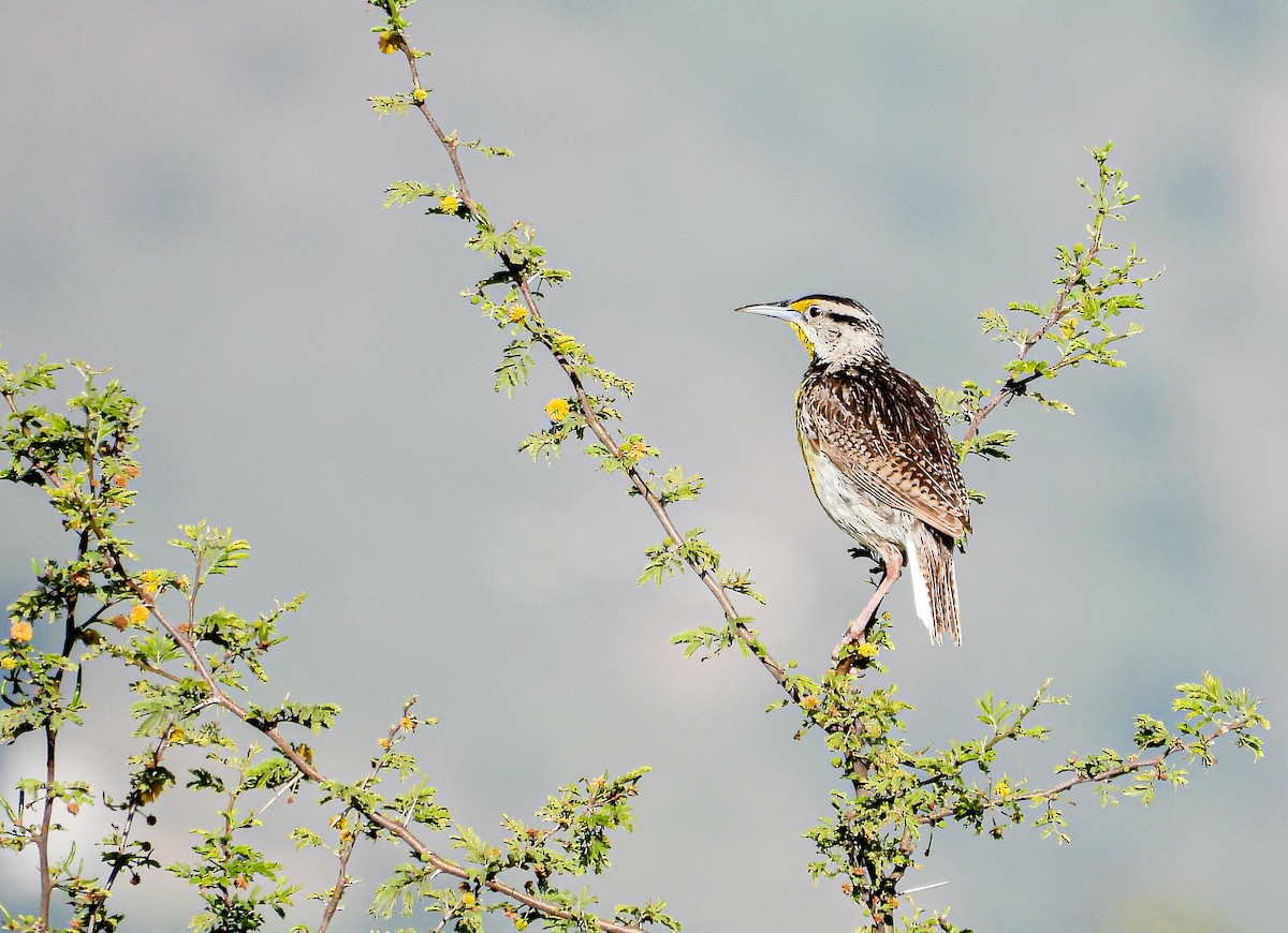 Eastern/Chihuahuan Meadowlark - ML641266934