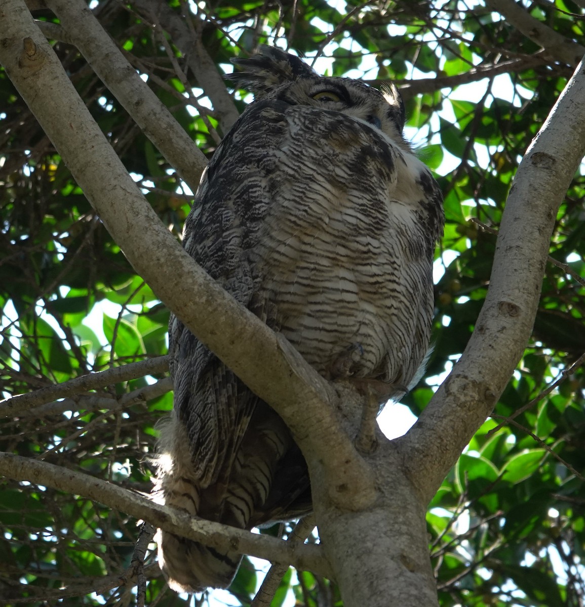 Great Horned Owl - ML641266942