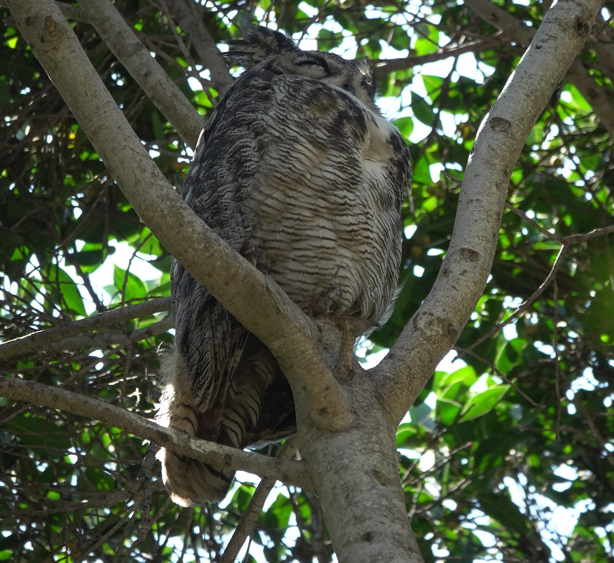 Great Horned Owl - ML641266943