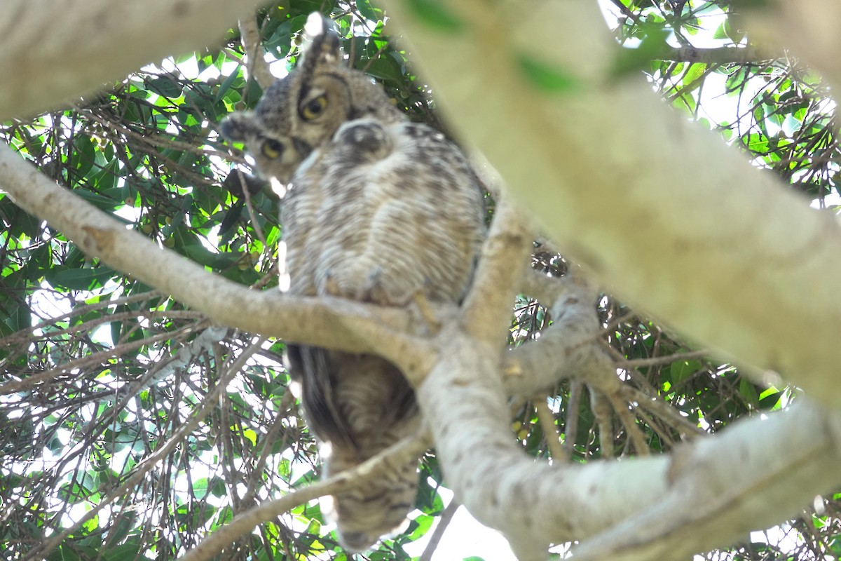 Great Horned Owl - ML641266946