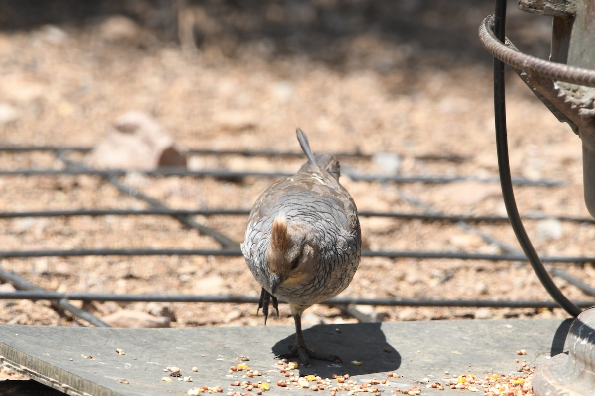 Scaled Quail - ML641266977