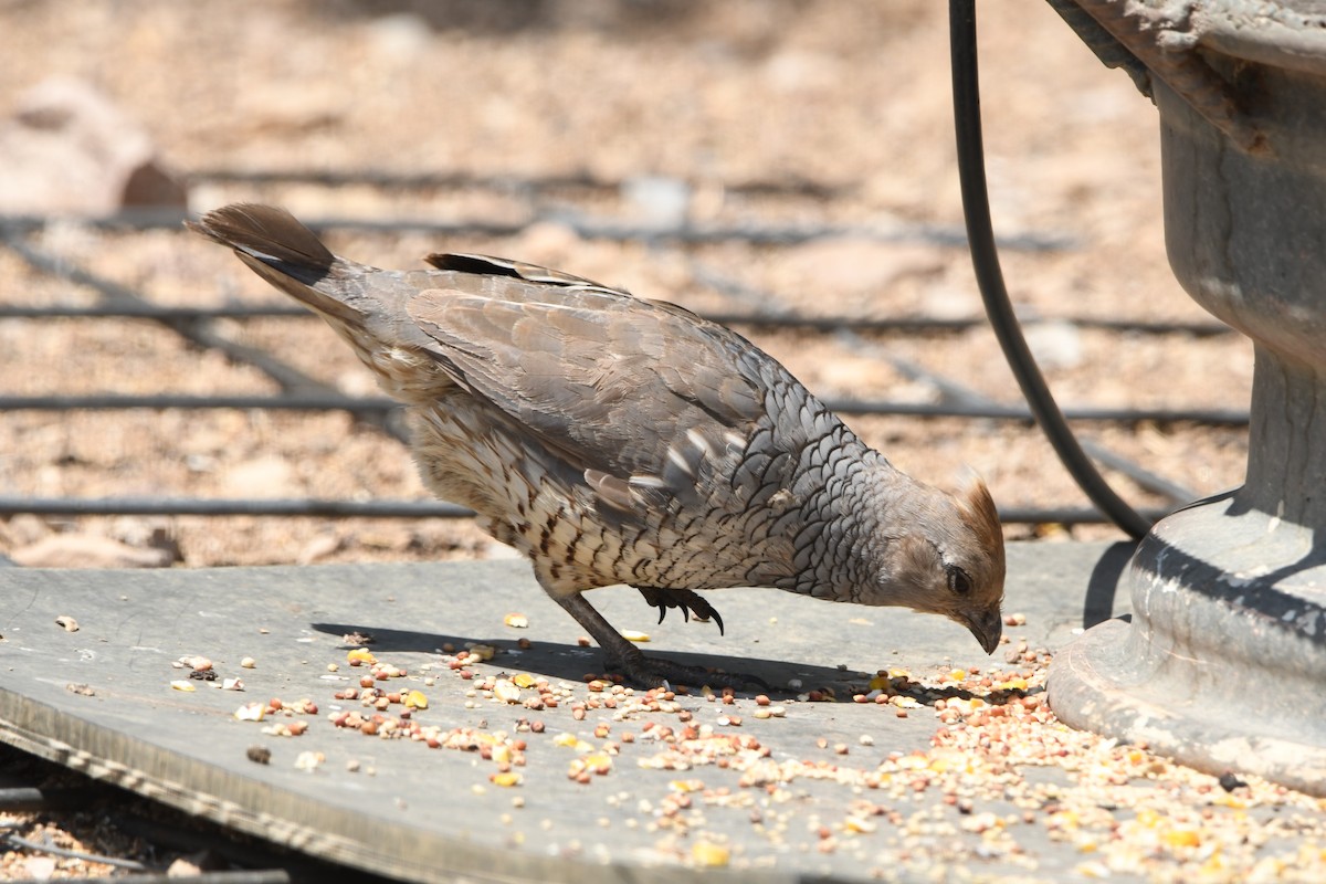 Scaled Quail - ML641266986