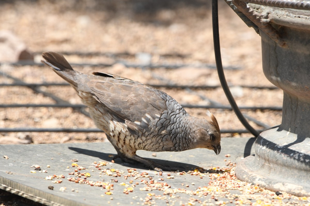 Scaled Quail - ML641266991