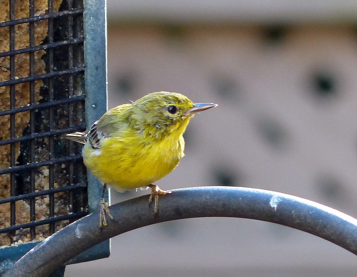 Pine Warbler - ML641267025