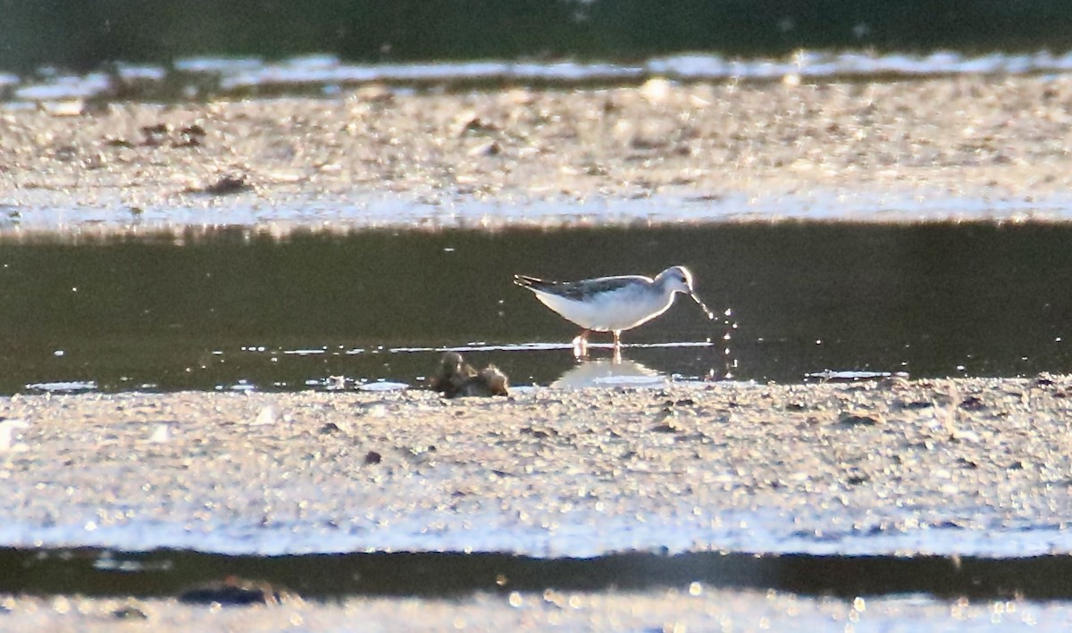 Wilson's Phalarope - ML641267034