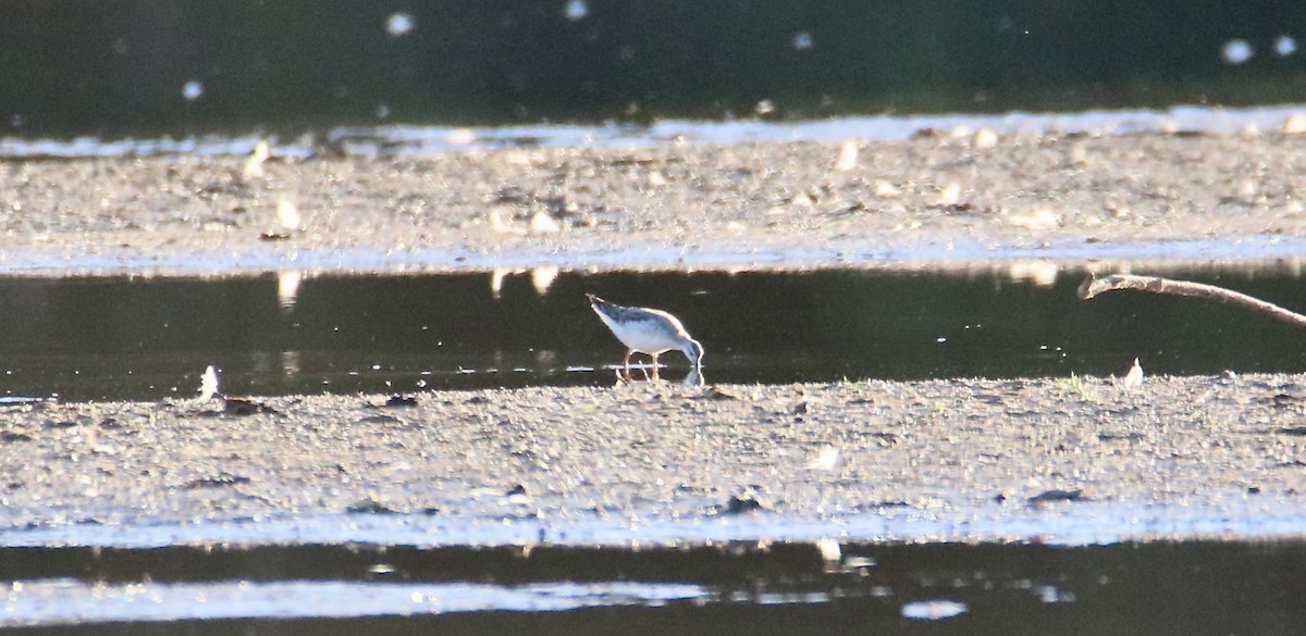 Wilson's Phalarope - ML641267035