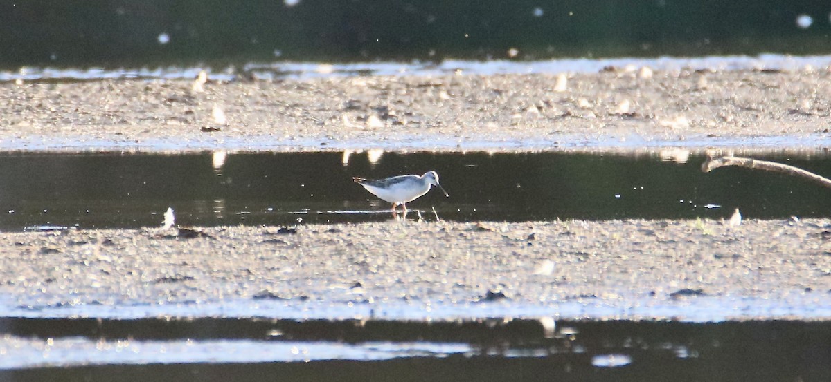Wilson's Phalarope - ML641267036