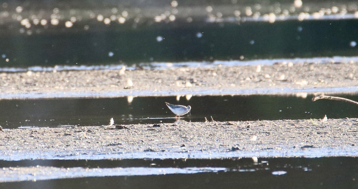 Wilson's Phalarope - ML641267037
