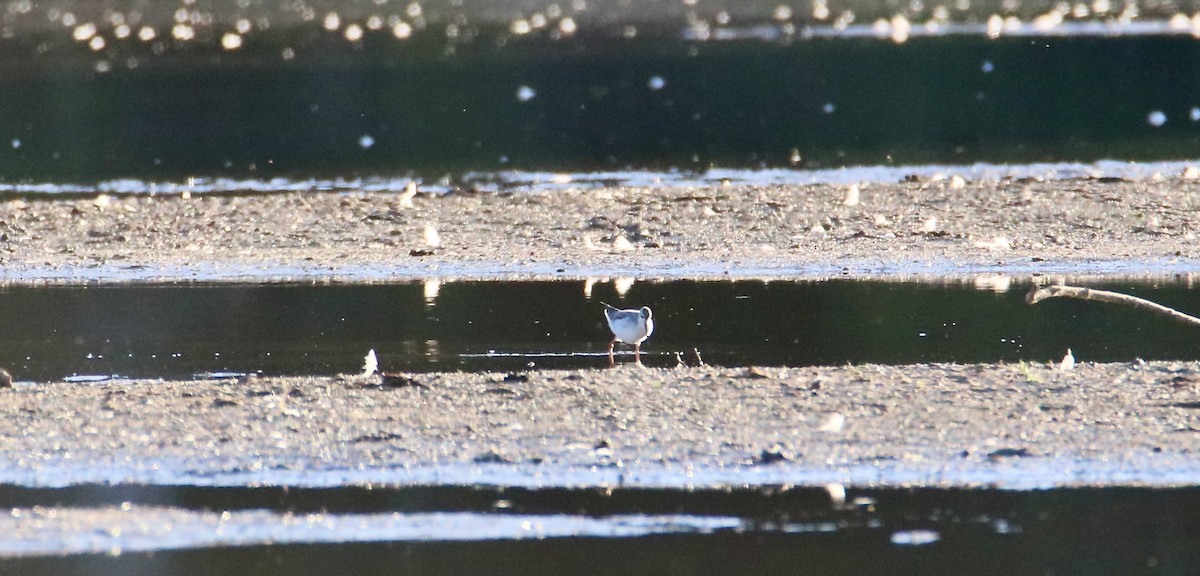 Wilson's Phalarope - ML641267038