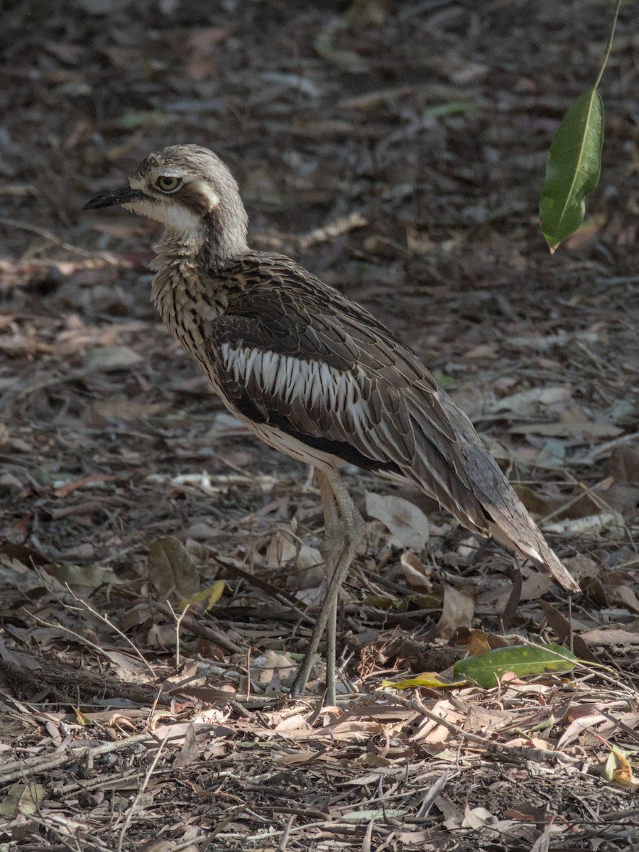 Bush Thick-knee - ML641267098