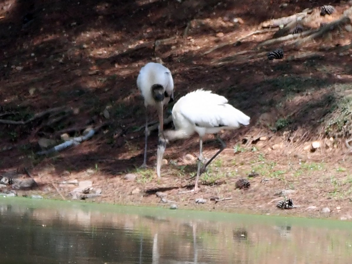 Wood Stork - ML641267107