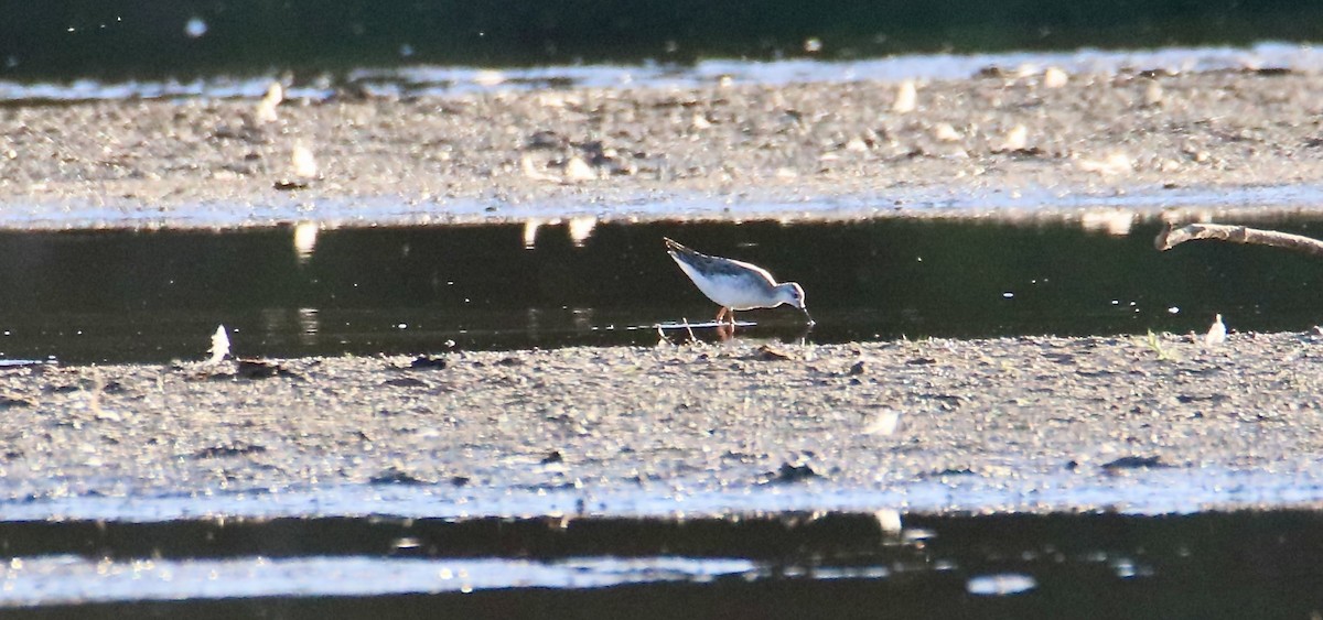 Wilson's Phalarope - ML641267109