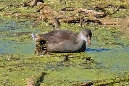 Common Gallinule - ML641267142
