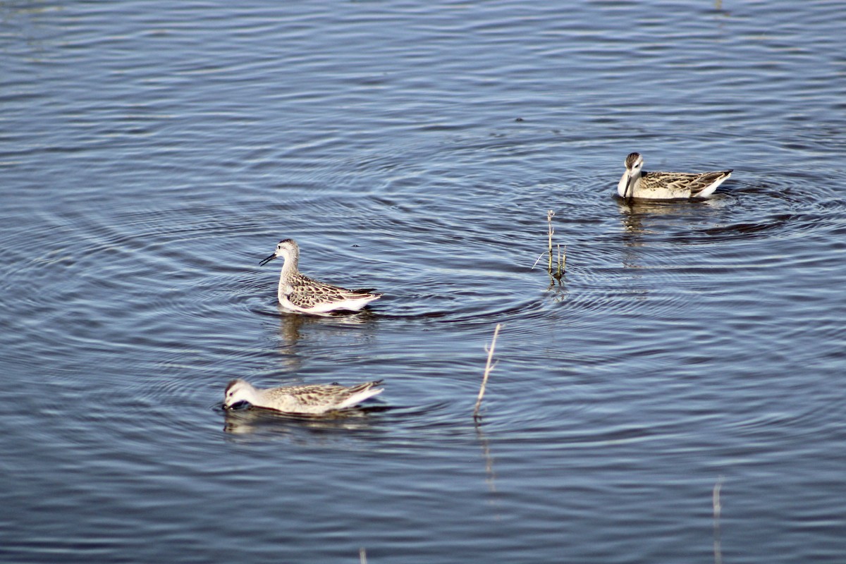 Wilson's Phalarope - ML641267205