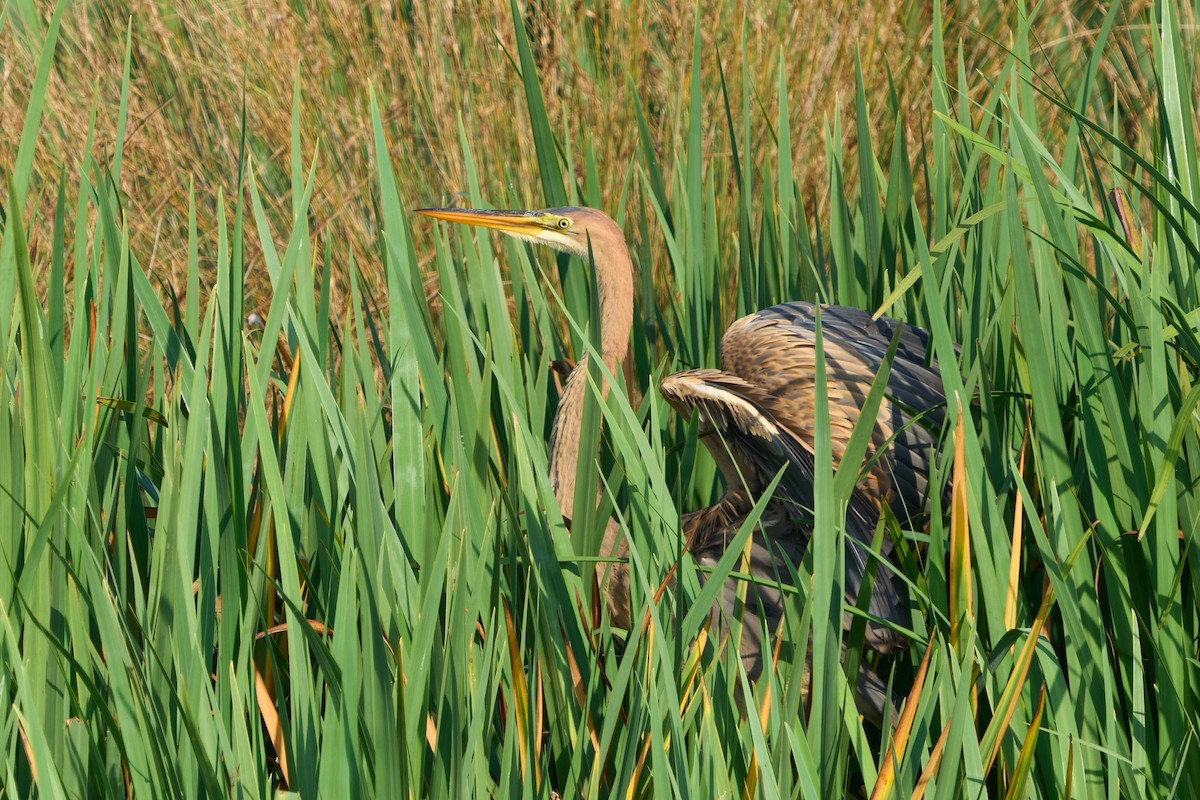 Зээрд дэглий - ML641267250