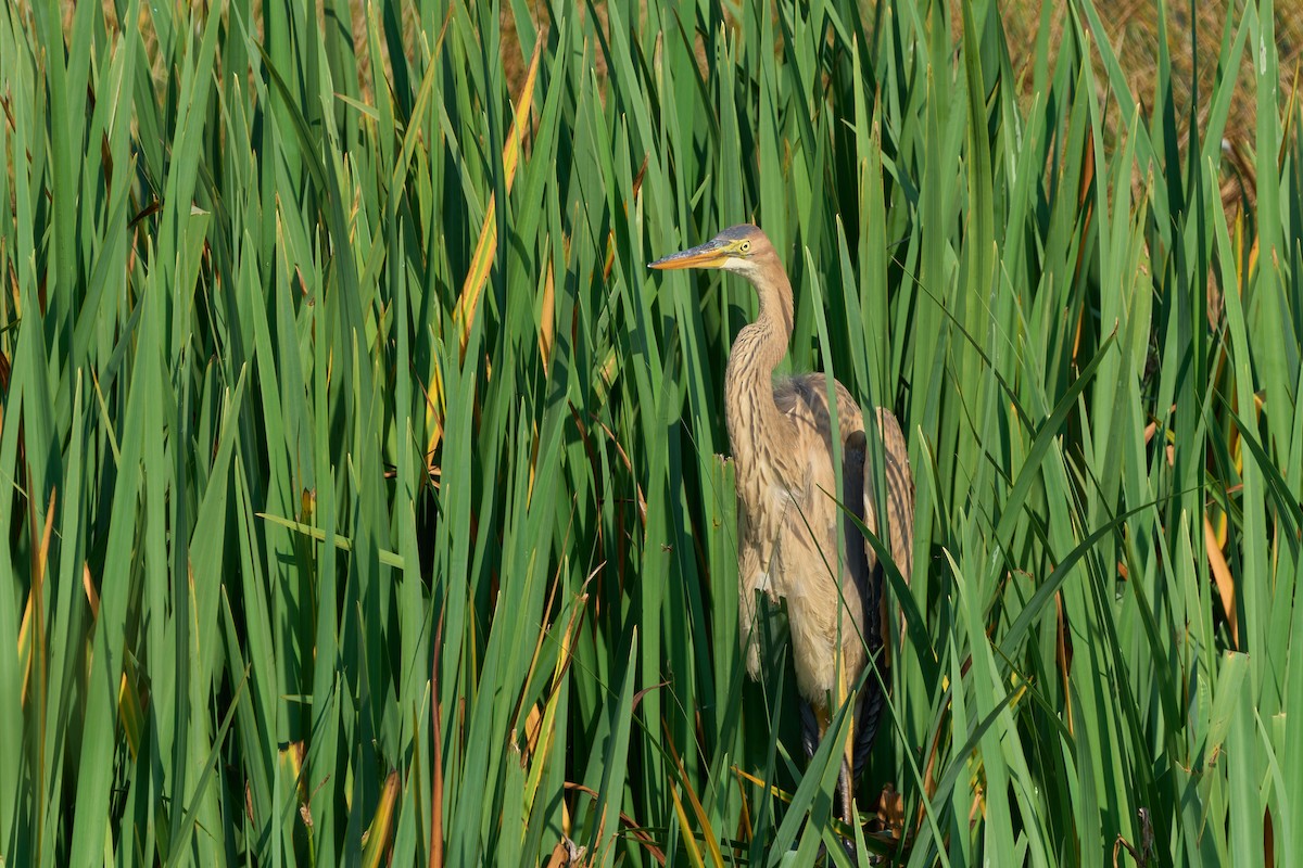 Зээрд дэглий - ML641267258